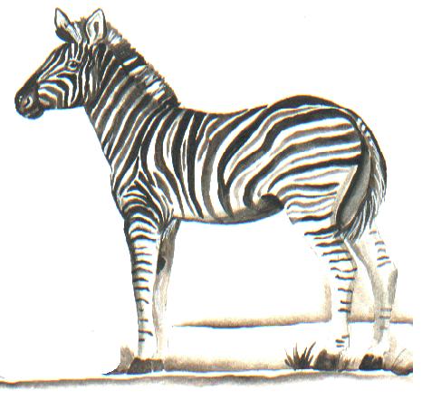 Zebra.JPG